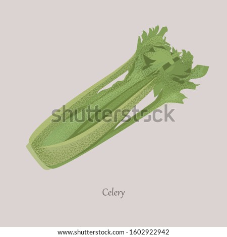 Celery, Apium graveolens useful vegetable with green leaves. Fresh, juicy whole vegetable on a gray background.