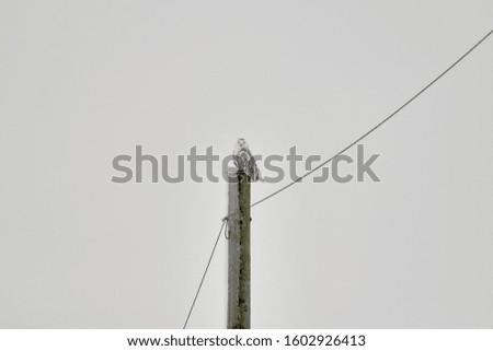 A snowy owl sitting on top of an icy telephone pole in a snowstorm.