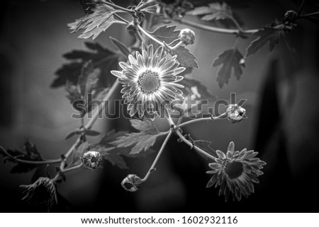 A chrysanthemum flower in Bloom. Photograph in black and white
