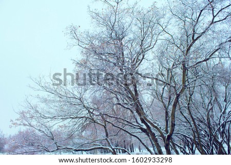 Trees and bushes in the snow winter landscape in the park. Branches and silhouettes of plants on a clear frosty day. Stock photo.