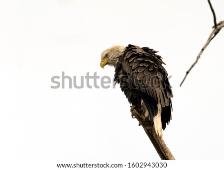 Beautiful bald eagle perched on a tree with feathers ruffled. 