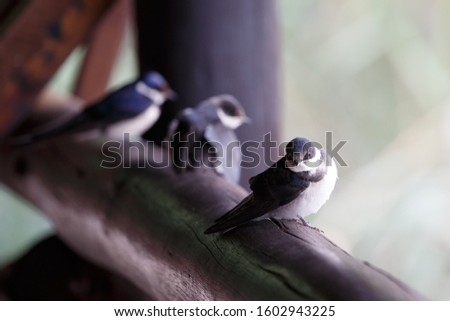 One White-throated swallow and two Sand Martins perched