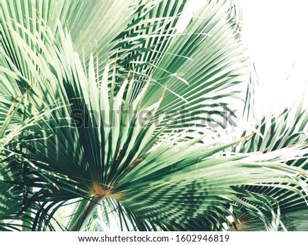 Beautiful of green tropical leaves isolated white background