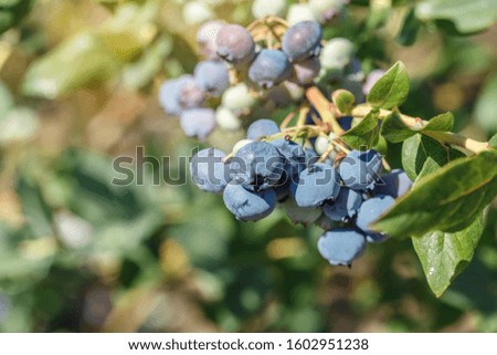 Fresh Organic Blueberries on the bush growing on a farm