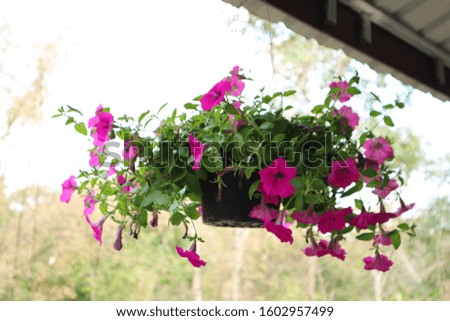 Fresh pink flowers in pots