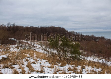 photo of winter forest near the Baltic Sea