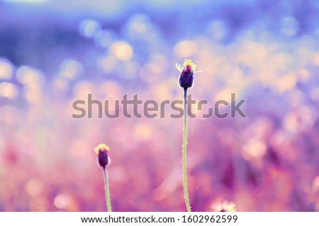 Flowers grass natural images in winter. Natural images in pastel tones