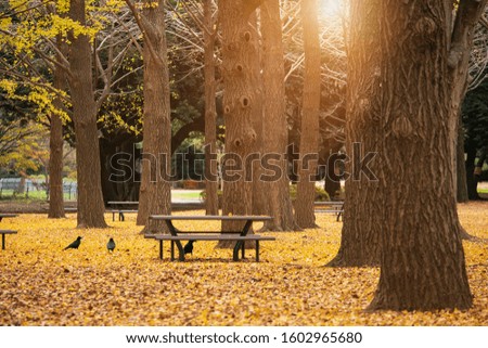 Bench and birds  in autumn park. Autumn landscape.
