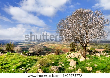 Beautiful almond tree in National Adulam park. Israel spring in Adulam park. Royalty-Free Stock Photo #1602975772