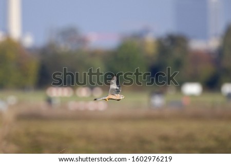 A common kestrel flying with high speed low over a meadow field in Germany Berlin.	