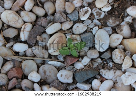 A picture showing a small plant growing amongst the stones of Sharm El-Sheikh Egypt.