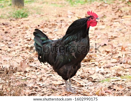 Black rooster with a bright rd comb, Crowing