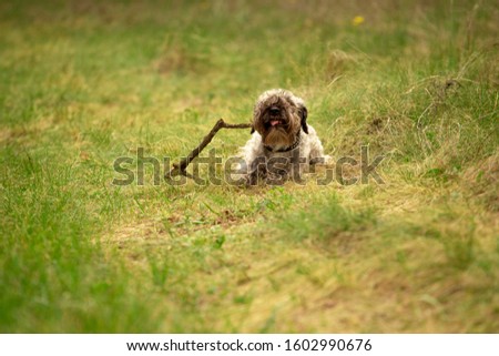 The Cesky Terrier chewing on a stick Royalty-Free Stock Photo #1602990676
