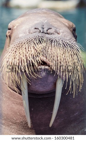 A walrus, closeup 