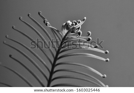 Black and white photo of a flower on isolated backgrpund.