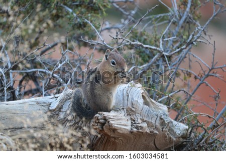 A chipmunk on a branch while eating