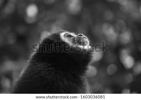 portrait of white-handed gibbons in wilderness