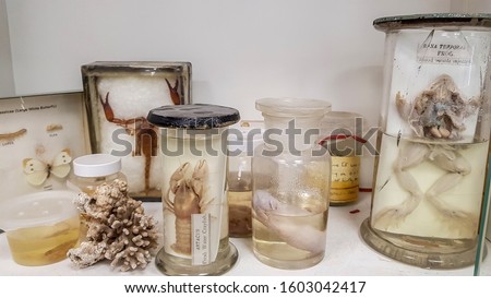Animals preserved in formaldehyde solution in a laboratory Royalty-Free Stock Photo #1603042417