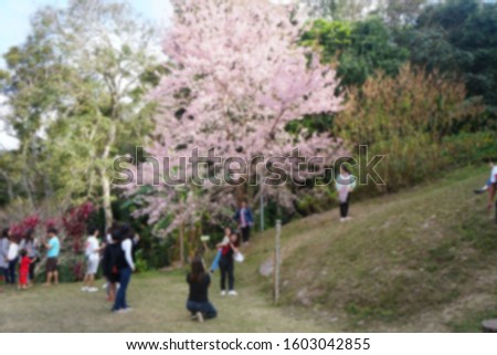 Blurred image of tourists are visiting the Himalayan wild cherries garden in Khun Sathan National Park, Thailand.  Bright scenery of Sakura bloom during the flower festival.