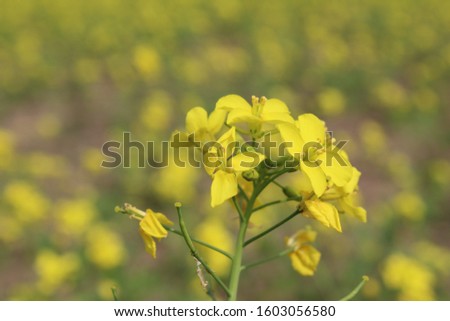 Brassica nigra, the black mustard, is an annual plant cultivated for its black or dark brown seeds, which are commonly used as a spice