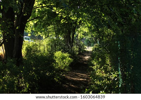 path in the forest on a Sunny day