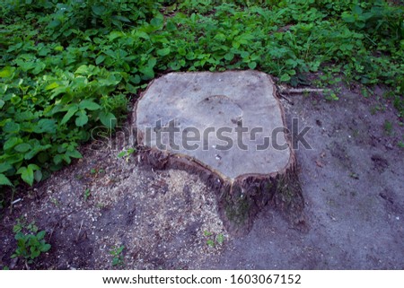 In the forest an old tree stump, natural background for design