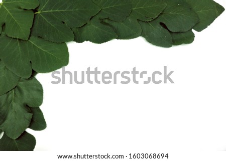 Green leaves theme on white background with text message space, greeting card