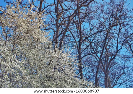 Flowering of spring fruit tree branch with white flowers against the blue sky and bare trees. Spring revival concept