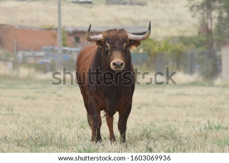 nice spanish bull quiet in the countryside Royalty-Free Stock Photo #1603069936