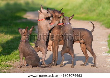 A lot of hairless xolo breed dog (xoloitzcuintle, Mexican hairless dog), mom and puppies play in the summer on a background of green grass outdoors Royalty-Free Stock Photo #1603074463