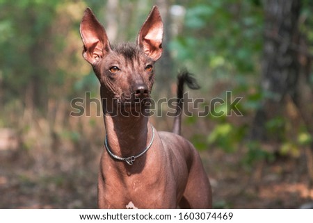 Big brown hairless dog of the Xolo breed (Xoloitzcuintle, Mexican hairless dog), portrait against the background of a summer forest outdoors Royalty-Free Stock Photo #1603074469
