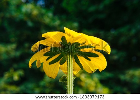 A Yellow rudbeckia hirta flower seen from below against a gree background in nature