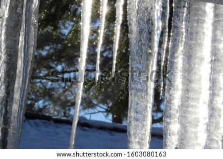 Long thin and thick icicles with sun shining on them creating shiny flashes of sparkle and tree branches with small sparkle dots and snow in background 