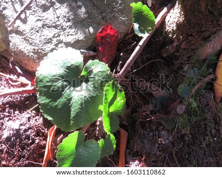 Galax in the Appalachian Mountains used as an ornmanetal
 Royalty-Free Stock Photo #1603110862