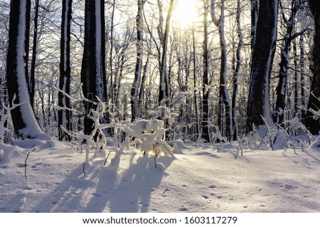Beautiful sunny winter forest with dark bare trees covered with white snow