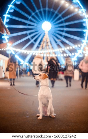 Cute young dog outdoor with nice bokeh of christmas lights. 