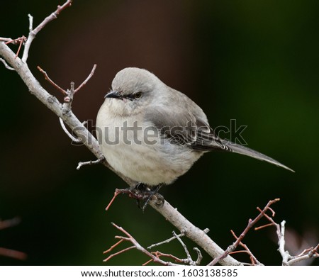 Mockingbird Perched in a Bush