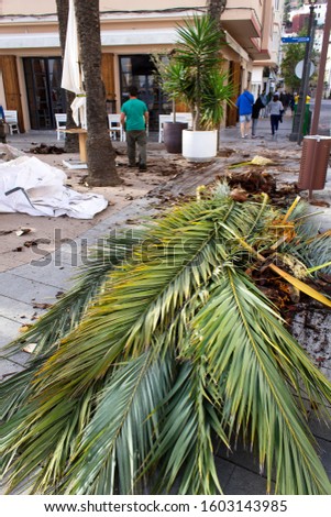 Vertical cut palm leaves work on city town street garden service 