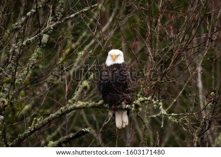 A Bald Eagle Enjoying Its Day