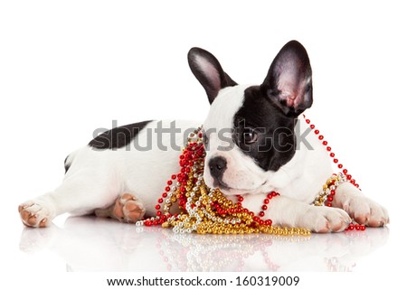 Adorable  French Bulldog  wearing  jewelery on white background. French bulldog puppy portrait over white background