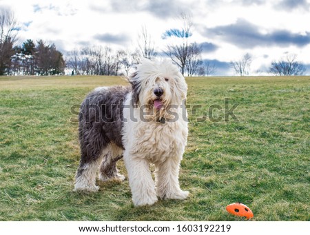 An old English sheepdog playing at the park Royalty-Free Stock Photo #1603192219