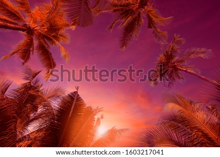Silhouette of palm trees at sunset, vintage filter