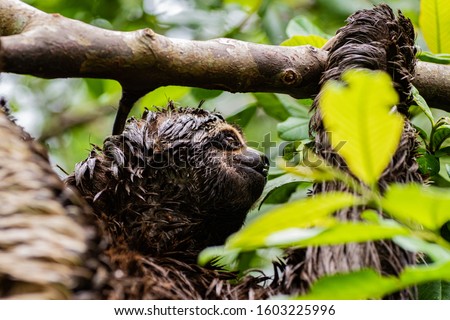 Sloth portrait from the amazon rainforest