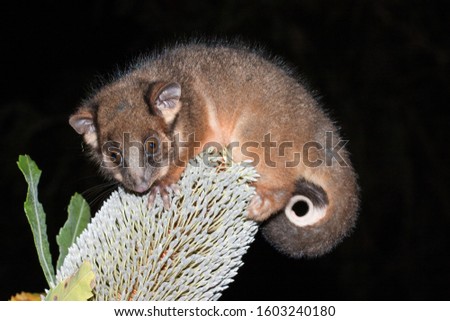 Common Ringtail Possum on Banksia flower