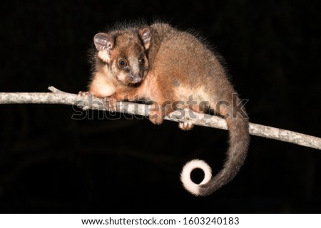 Common Ringtail Possum on tree limb