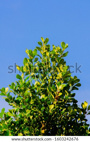green yerba mate leaves picture