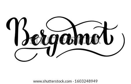 Vector hand written bergamot text isolated on white background. Kitchen healthy herbs and spices for cooking. Script brushpen lettering with flourishes. Handwriting for banner, poster, product label