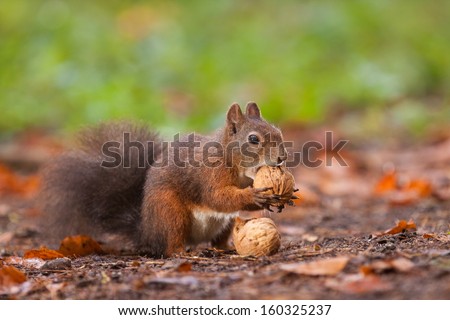 Brown squirrel with nuts