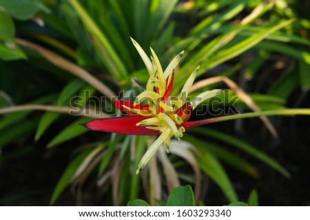 heliconia psittacorum or parrot's beak olympic dream red and yellow flower with green Royalty-Free Stock Photo #1603293340