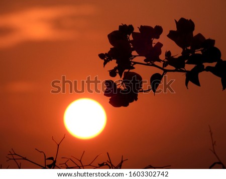 silhoudtte of flower with sun on orange sky background at sunset